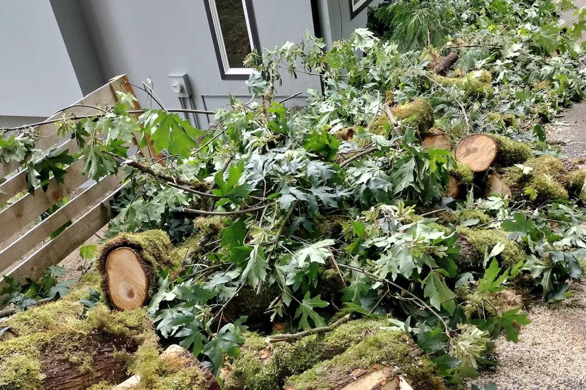 Cut tree limbs and branches piled beside a house after a storm